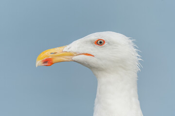 Lesser Black-backed Gull (Larus fuscus) portrait in a port on the Atlantic coast.