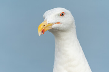 Lesser Black-backed Gull (Larus fuscus) portrait in a port on the Atlantic coast.
