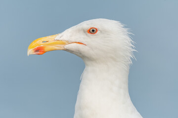 Lesser Black-backed Gull (Larus fuscus) portrait in a port on the Atlantic coast.