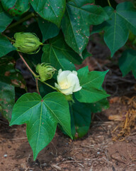 Cotton Plant with White Flower Blooming in North Louisiana