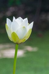Solitary White Lotus Flower
