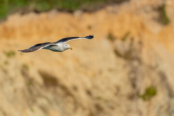Great Black-backed Gull (Larus marinus) in flight soaring along cliffs of the Atlantic Ocean