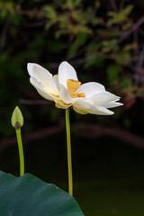 Fototapeta premium Whie Lotus Flower with Unopened Bud
