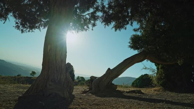 Majestic juniper trees guard the tranquil valley under the golden glow of sunset in a peaceful landscape.