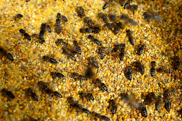 Dozens of bees gather the fresh colorful bee pollen granules  packed into a box  by a beekeeper.