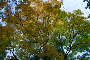 the crowns of autumn maple trees against the blue sky. The picture was taken in autumn in the...