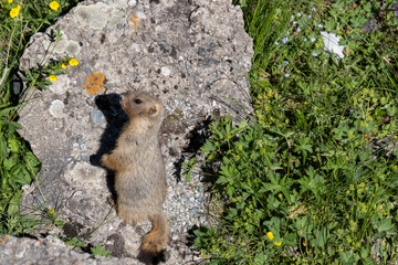 A young marmot on a stone, the fauna is not far from Almaty. A little marmot in the mountains.