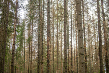 The death of a pine forest from a pest beetle.Dry forest in the reserve.An environmental disaster.The death of ancient trees.