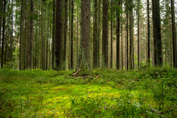 Pine forest.Evergreen light coniferous forest.Reserve.Oxygen production in nature.Lots of...