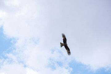 A flying kite against the sky.