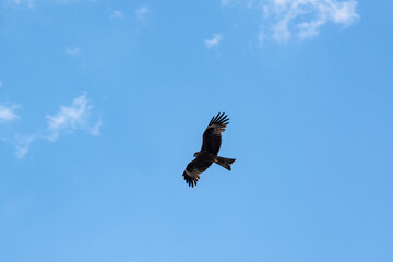 A flying kite against the sky.