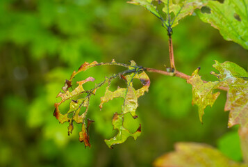 A leaf of a plant with damage and holes.The death of trees in the garden.Crop loss.Garden pests. Anthracnose of the grape leaf.