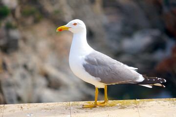 close up of a seagull on a wall, bird, nature, holiday, vacation, Costa Brava
