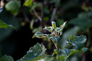 Severe damage to young leaves and shoots of currants by powdery mildew