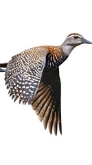 Fototapeta premium Solitary Tinamou Bird Flying on White Background, Photo Realistic, Wallpaper, Cover and Screen for Smartphone, PC, Laptop, 9:16 and 16:9 Format