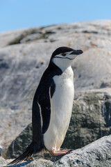 Obraz premium Chinstrap penguin on the beach in Antarctica close up