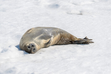Leopard seal on beach with snow in Antarctica