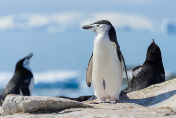 Chinstrap penguin on the beach in Antarctica