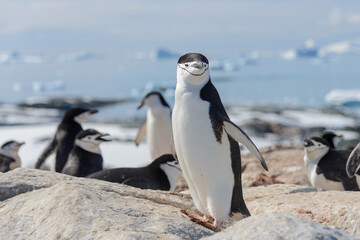 Obraz premium Chinstrap penguin on the beach in Antarctica
