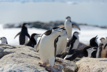 Chinstrap penguin on the beach in Antarctica