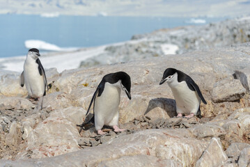 Obraz premium Chinstrap penguins on the beach in Antarctica