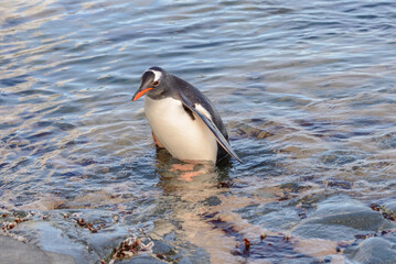 Fototapeta premium Gentoo penguin in water