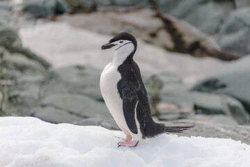 Chinstrap penguin on the snow in Antarctic