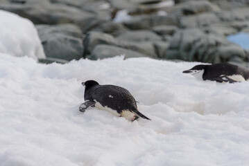 Chinstrap penguin creeping on snow