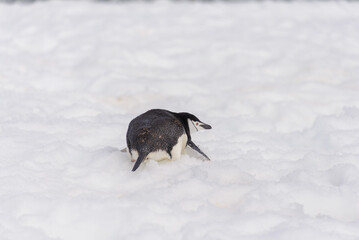 Chinstrap penguin creeping on snow