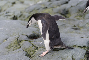 Chinstrap penguin on the snow in Antarctic