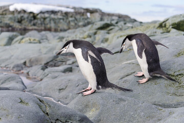 Chinstrap penguin on the snow in Antarctic