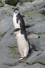 Chinstrap penguin on the snow in Antarctic