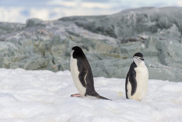 Obraz premium Gentoo penguin on the snow in Antarctic