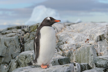 Obraz premium Gentoo penguin on the snow in Antarctic