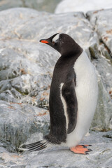 Gentoo penguin on the snow in Antarctic