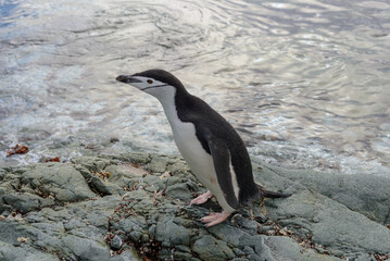 Chinstrap penguin on the snow in Antarctic