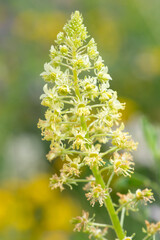 Close up of yellow mignonette (reseda lutea) flowers in bloom