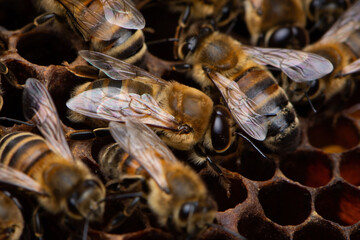 Faux-bourdon sur nid d'abeilles