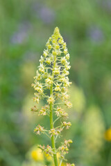 Close up of yellow mignonette (reseda lutea) flowers in bloom