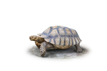 Tortoise walking side view photo Sulcata Tortoise african spurred tortoise or geochelone sulcata isolated on white background. This has clipping path.