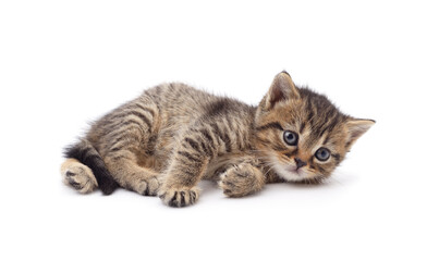 Brown little kitten.