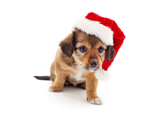 One dog in a Christmas hat.