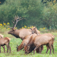 What happens in Elk Country stays in Elk Country Junior Takes a ride on mom 