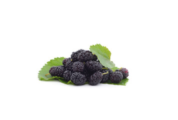 A mulberry with leaves.