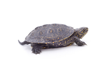 One small turtle.