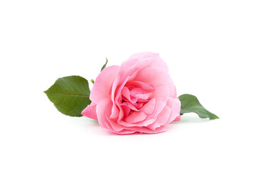 Beautiful pink rose.