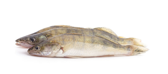 Group of fresh zander.