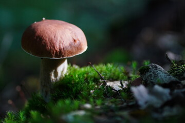 Levitating porcini mushrooms isolated on white background. Boletus mushrooms on a white background. Package design element.