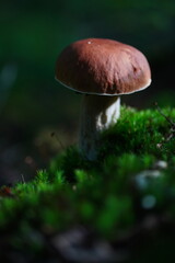 Levitating porcini mushrooms isolated on white background. Boletus mushrooms on a white background. Package design element.