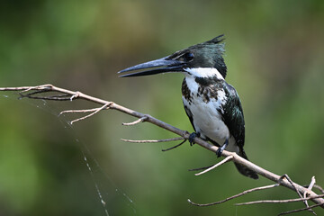 Amazon Kingfisher Perched on a Branch with Blurred Green Background